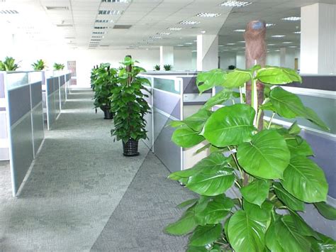 保險庫 办公室植物